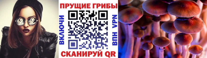 Купить закладки  Суворов  Псилоцибиновые грибы мицелий 